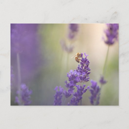 Natuur Lavender Flower Honeybee Briefkaart (Voorkant)