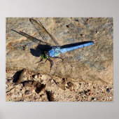 Natuur leisteen blauwe dragonfly poster (Voorkant)