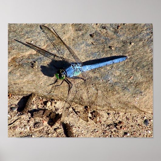 Natuur leisteen blauwe dragonfly poster (Voorkant)