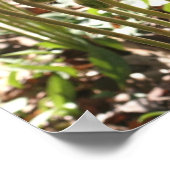 Natuur lente Fiddlehead Ferns Poster (Hoek)