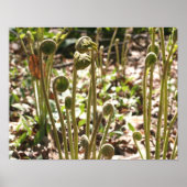 Natuur lente Fiddlehead Ferns Poster (Voorkant)