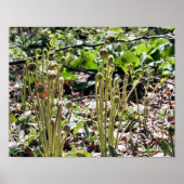 Natuur lente Fiddlehead Ferns Poster (Voorkant)