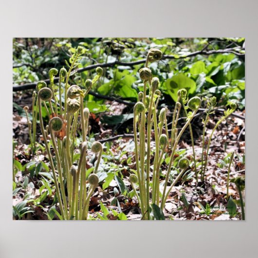 Natuur lente Fiddlehead Ferns Poster (Voorkant)