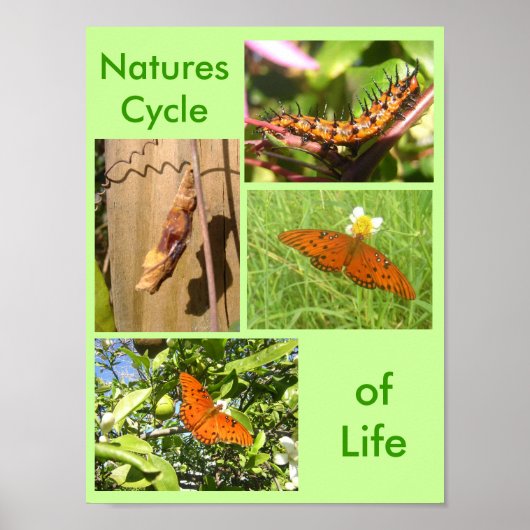 Natuur Levenscyclus Poster (Voorkant)