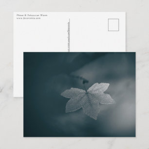 Natuur Maple Leaf Foto Briefkaart