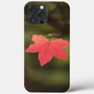 Natuur Maple Leaf Foto Case-Mate iPhone Case