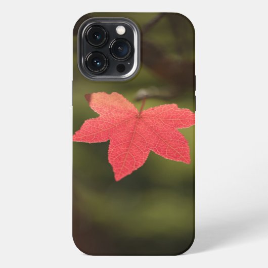 Natuur Maple Leaf Foto iPhone Hoesje (Achterkant)