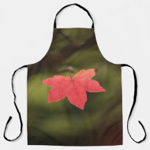 Natuur Maple Leaf Foto