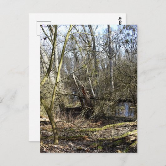 Natuur Meadowlands Briefkaart (Voorkant / Achterkant)