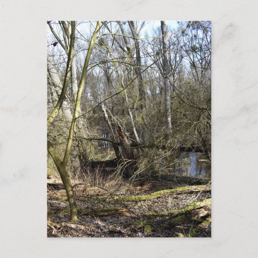 Natuur Meadowlands Briefkaart (Voorkant)