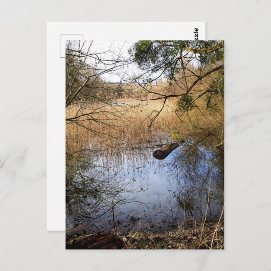 Natuur Meadowlands Briefkaart (Voorkant / Achterkant)