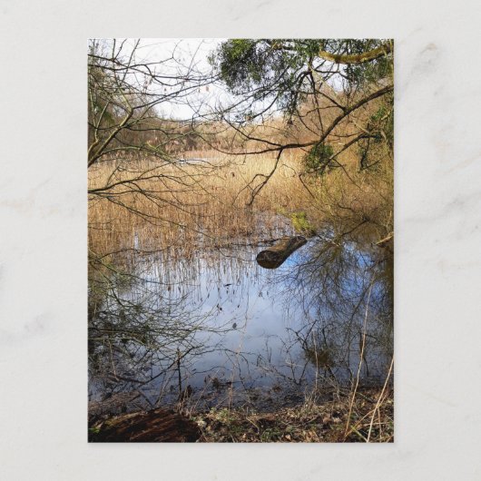 Natuur Meadowlands Briefkaart (Voorkant)