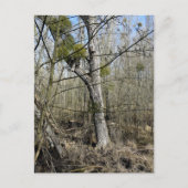 Natuur Meadowlands Briefkaart (Voorkant)