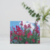 Natuur mooie Crepe Myrtle Flowers Briefkaart (Staand voorkant)