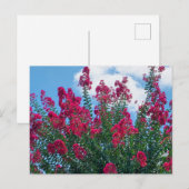 Natuur mooie Crepe Myrtle Flowers Briefkaart (Voorkant / Achterkant)