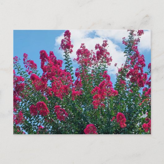 Natuur mooie Crepe Myrtle Flowers Briefkaart (Voorkant)