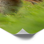 Natuur mooie rode vos foto poster (Hoek)