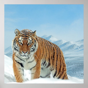 Natuur Mountains Tiger Winter Snow Photo Poster