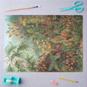 Natuur Muscinae Ernst Haeckel ontkoppeling Tissuepapier (Craft)