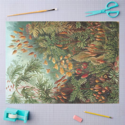 Natuur Muscinae Ernst Haeckel ontkoppeling Tissuepapier (Craft)