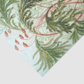 Natuur Muscinae Ernst Haeckel ontkoppeling Tissuepapier (Detail)