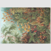 Natuur Muscinae Ernst Haeckel ontkoppeling Tissuepapier (Voorkant)