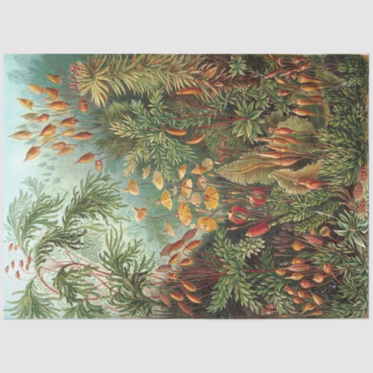 Natuur Muscinae Ernst Haeckel ontkoppeling Tissuepapier (Voorkant)