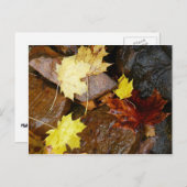 Natuur natte bladeren en rotsen briefkaart (Voorkant / Achterkant)