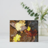 Natuur natte bladeren en rotsen briefkaart (Staand voorkant)