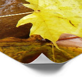 Natuur natte bladeren en rotsen poster (Hoek)