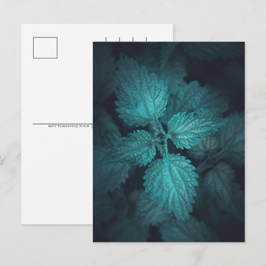 Natuur nettle-streaming foto feestdagenkaart (Voorkant / Achterkant)