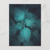 Natuur nettle-streaming foto feestdagenkaart (Voorkant)