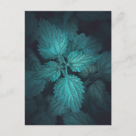 Natuur nettle-streaming foto feestdagenkaart