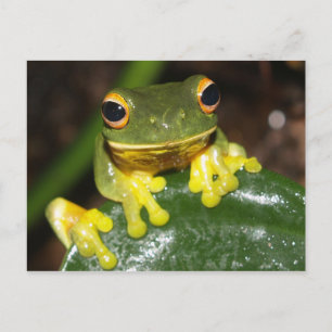Natuur - Oranje groene boomkikker Briefkaart