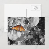 Natuur Oranje Monarch Butterfly Black en White Briefkaart (Voorkant / Achterkant)