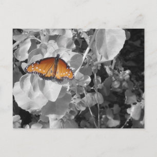 Natuur Oranje Monarch Butterfly Black en White Briefkaart