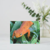 Natuur Oranje Red Eft Salamander Briefkaart (Staand voorkant)