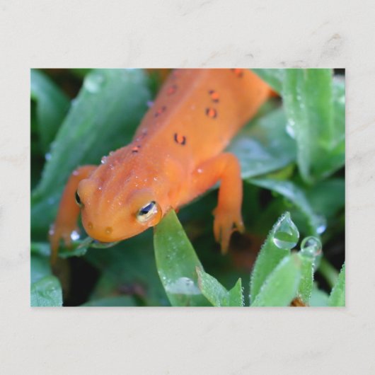 Natuur Oranje Red Eft Salamander Briefkaart (Voorkant)