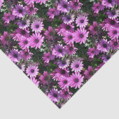 Natuur Paars-Afrikaanse Daisy Flowers Tissuepapier (Detail)