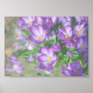 Natuur Paarse Crocus Flowers Poster