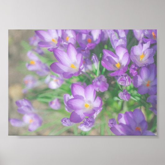 Natuur Paarse Crocus Flowers Poster (Voorkant)