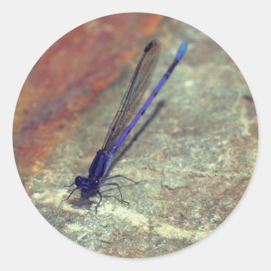 Natuur Paarse Damselfly Dragonfly Ronde Sticker (Voorkant)