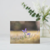 Natuur Paarse Krocussen Foto Briefkaart (Staand voorkant)