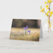 Natuur Paarse Krocussen Foto Kaart (Gele Bloem)