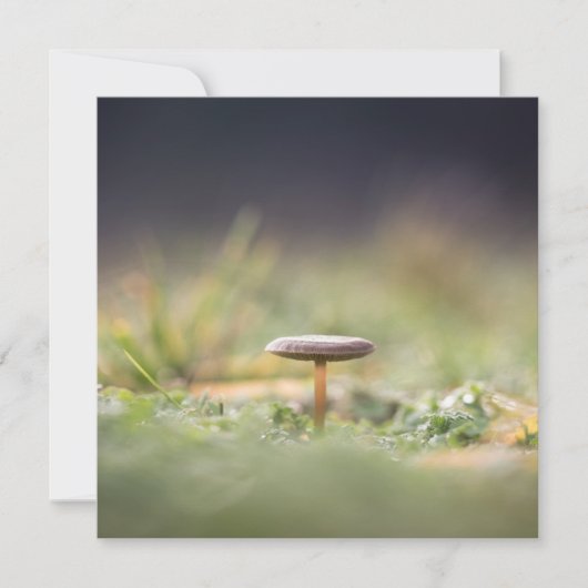 Natuur paddenstoel Fotokaart (Voorkant)