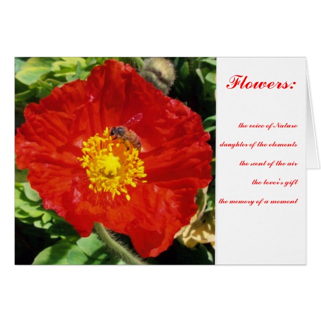 Natuur Poetry Poppy (Voorkant Horizontaal)