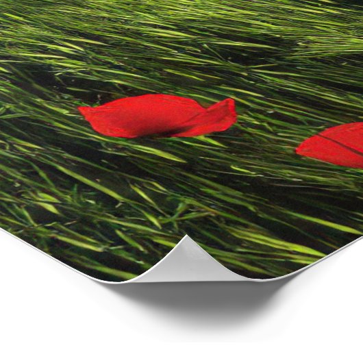 Natuur Poppies veld Poster (Hoek)