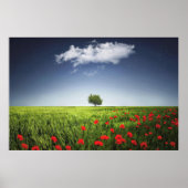 Natuur Poppies veld Poster (Voorkant)