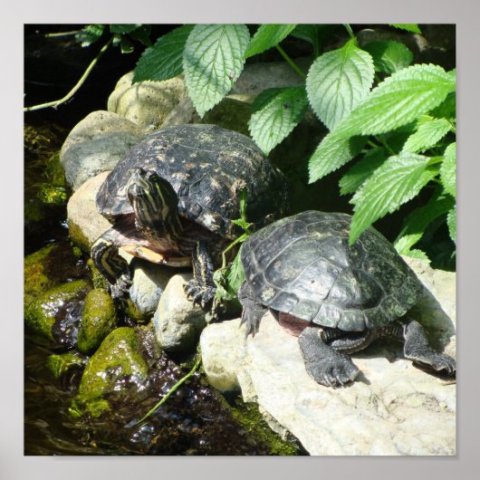 NATUUR POSTER (Voorkant)