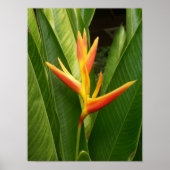 Natuur Poster (Voorkant)